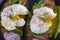 Poached egg on a piece of bread with fried green beans, radish and arugula on a plate