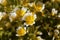 Poached egg plant, Limnanthes douglasii