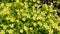 Poached egg plant, Limnanthes douglasii