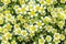 Poached egg plant, Limnanthes douglasii