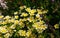 Poached egg plant Limnanthes douglasii flowers