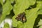 Poanes hobomok Skipper Butterfly