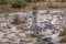 Pobiti Kamani rock formations protected area in Bulgaria