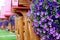 Pocahontas Vacation Cabins, Alberta/Canada - September 2, 2016: Vacation cabins and flowers.