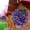 Pocahontas Vacation Cabins, Alberta/Canada - Septermber 2, 2016: Wooden cabins and flowers.