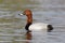 Pochard, Aythya ferina