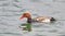 Pochard duck