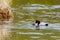 Pochard duck in the water