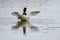 Pochard duck in the water