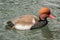 Pochard duck on water