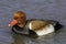 Pochard or Piston duck