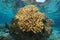 Pocillopora cauliflower coral Pacific ocean