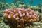 Pocillopora cauliflower coral underwater