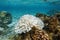 Pocillopora coral bleached El Nino Pacific ocean