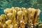 Pocillopora coral close up cauliflower coral