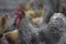 Pock-marked rooster stands sideways against the background of chickens close-up