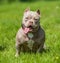 A pocket American Bully puppy dog sitting on green grass