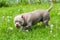 A pocket American Bully puppy dog walking on green grass