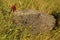 Pocket gopher mound