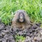 Pocket Gopher peeking out of burrow and starring at camera