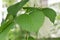 Pocket handkerchief tree Davidia involucrata, heart-shaped leaf
