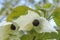 Pocket handkerchief tree Davidia involucrata, white bracts surrounding a purplish-red flower head