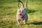 A pocket Lilac color female American Bully puppy dog is moving.