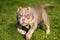 A pocket Lilac color male American Bully puppy dog is moving.