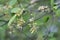 Pocket plum galls Taphrina padi on bird cherry Prunus padus