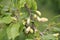 Pocket plum galls Taphrina pruni on branch of plum tree Prunus domestica in garden