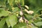 Pocket plum galls Taphrina pruni on branch of plum tree Prunus domestica in garden