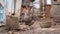 A pockmarked chicken stands on the street alone near a stump