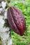 Pod of Arriba cacao in Ecuador