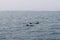 a pod of Atlantic bottlenose dolphin (Tursiops truncatus)