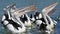 Pod of beautiful Australian Pelicans looking up with open beaks