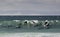 Pod of bottlenose dolphins surfing a wave