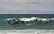 Pod of bottlenose dolphins surfing a wave