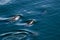 Pod of dolphin swim together in water in spring