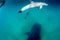 A pod of dolphins escorting a whale shark in clear, blue water