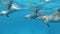 A pod of dolphins very close swims in a circle under surface in blue water. Underwater shot, Closeup.