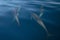 Pod of four common bottlenosed dolphins swimming underwater near the Channel Islands National Park off the California coast in USA