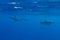 Pod of Hawaiian Spinner Dolphins