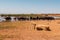 A pod of hippo grazing at Lake Jipe at the border of Kenya and Tanzania in Tsavo West National Park, Kenya