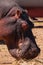 A pod of hippo grazing at Lake Jipe at the border of Kenya and Tanzania in Tsavo West National Park, Kenya