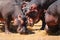 A pod of hippo grazing at Lake Jipe at the border of Kenya and Tanzania in Tsavo West National Park, Kenya