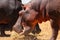 A pod of hippo grazing at Lake Jipe at the border of Kenya and Tanzania in Tsavo West National Park, Kenya