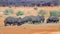 A Pod of hippo\'s feeding on the dry plains in Erindi