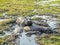 Pod of hippopotami resting in shallow water.