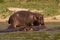 Pod of hippos