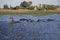 Pod of hippos in a lake.